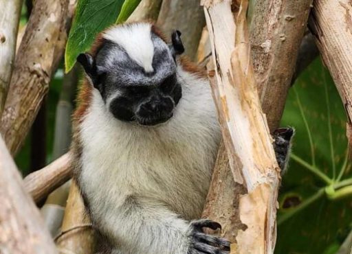 Monkey-Island-Tour-in-Panama-3 Monkey-Island-Tour-in-Panama-3