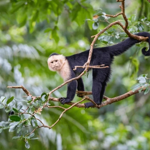 whitefaced-capuchin-cebus-capucinus-beautiful-600nw-1058885300.jpg whitefaced-capuchin-cebus-capucinus-beautiful-600nw-1058885300.jpg